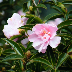 Camellia japonica 'Lady Loch' flower